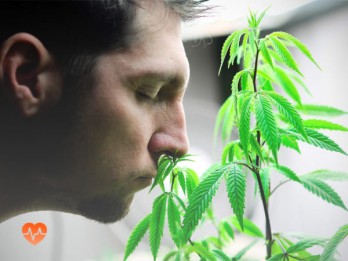 Детоксикация от марихуаны в Фрязино